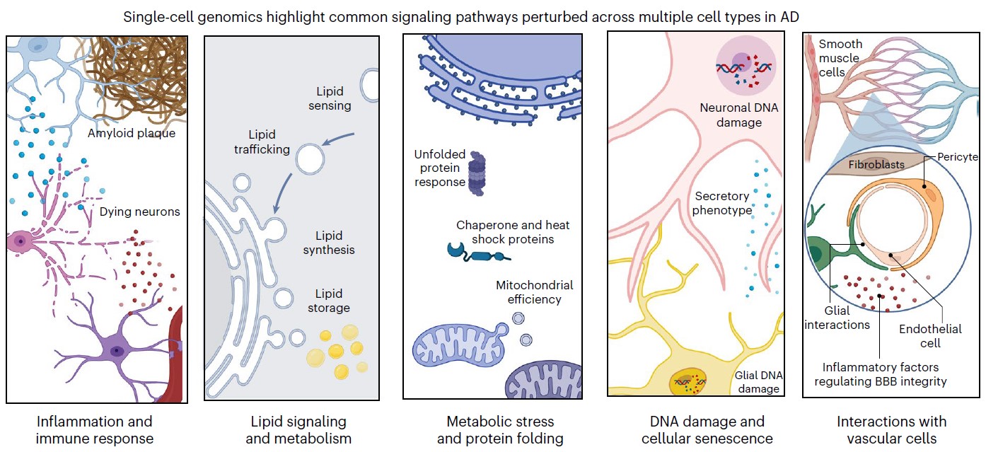 Five panels offer cartoon schematics of a wide variety of cell and molecular interactions. The graphic is headed by this text: "single-cell genomics highlght common signaling pathways perturbed across multiple cell types in AD"