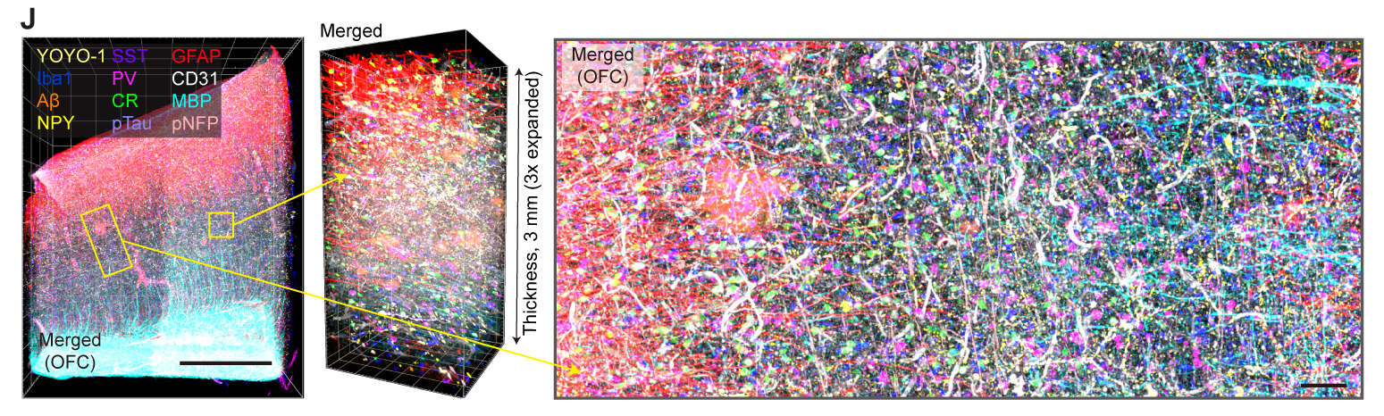 Three panels show a zoomed out chunk of colorfully labeled brain tissue and two magnified insets. One shows that the imaged tissue is 3mm thick. The other shows different brain cells and vasculature distinguished by staining in 12 different colors.