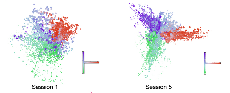 Two colorful arrays of dots are side by side. The left array, labeled session 1, is in a vaguely circular shape. The right array, labeled session 5, is in a structure similar to a sideways T, which is the actual shape of the maze that mice ran through.