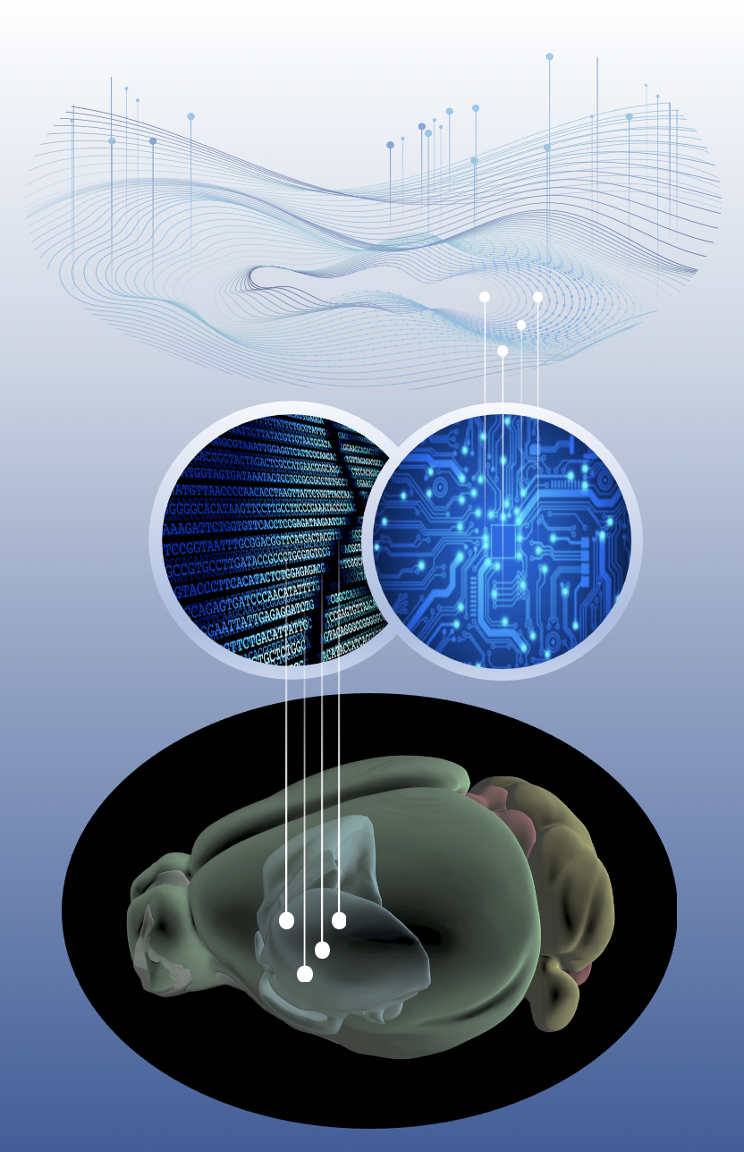 A diagram shows a brain leading to computer code and circuits leading to a flowinig, wavelike mathematical plot