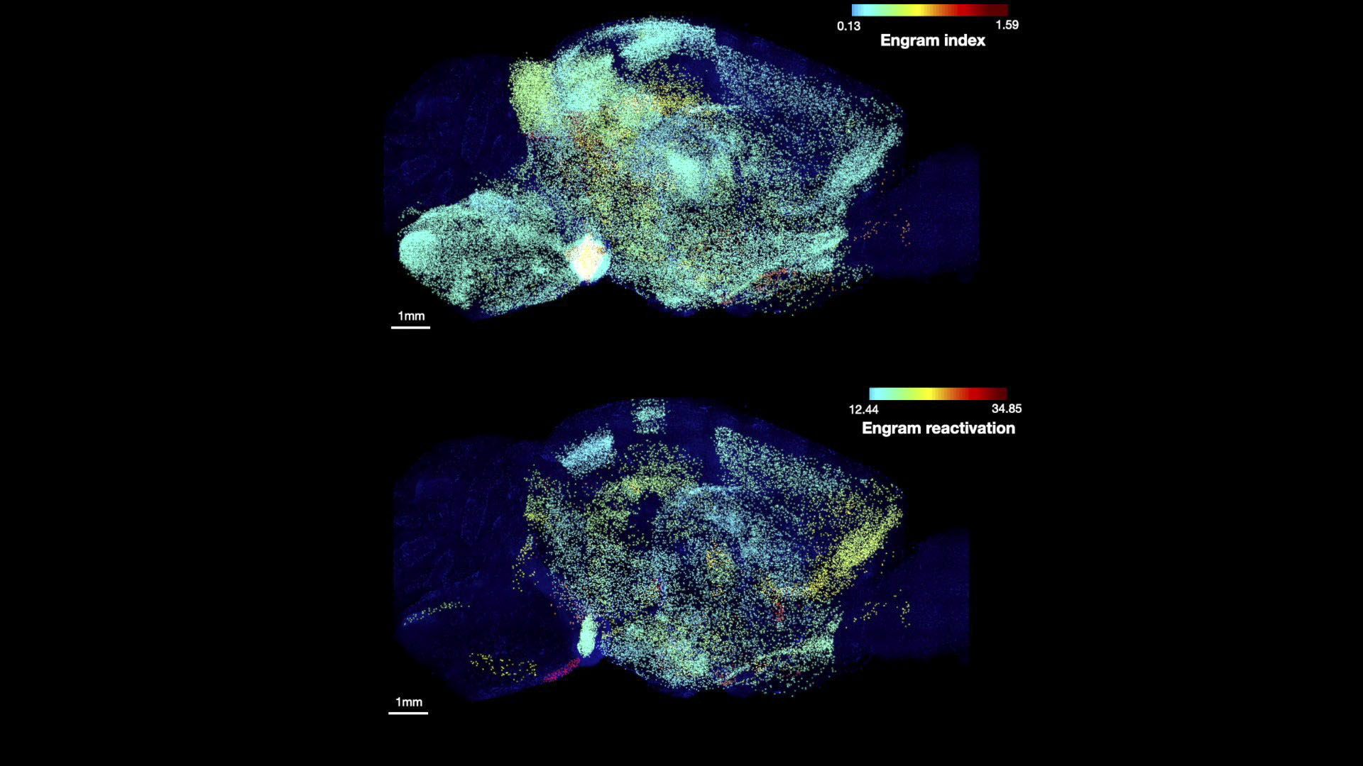 Two rows show saggital views of a mouses brain lit up in speckles of many different colors corresondeing to hundreds of brain regions. A scale shows that as colors become warmer, the regions were more likely to be involved in memory.