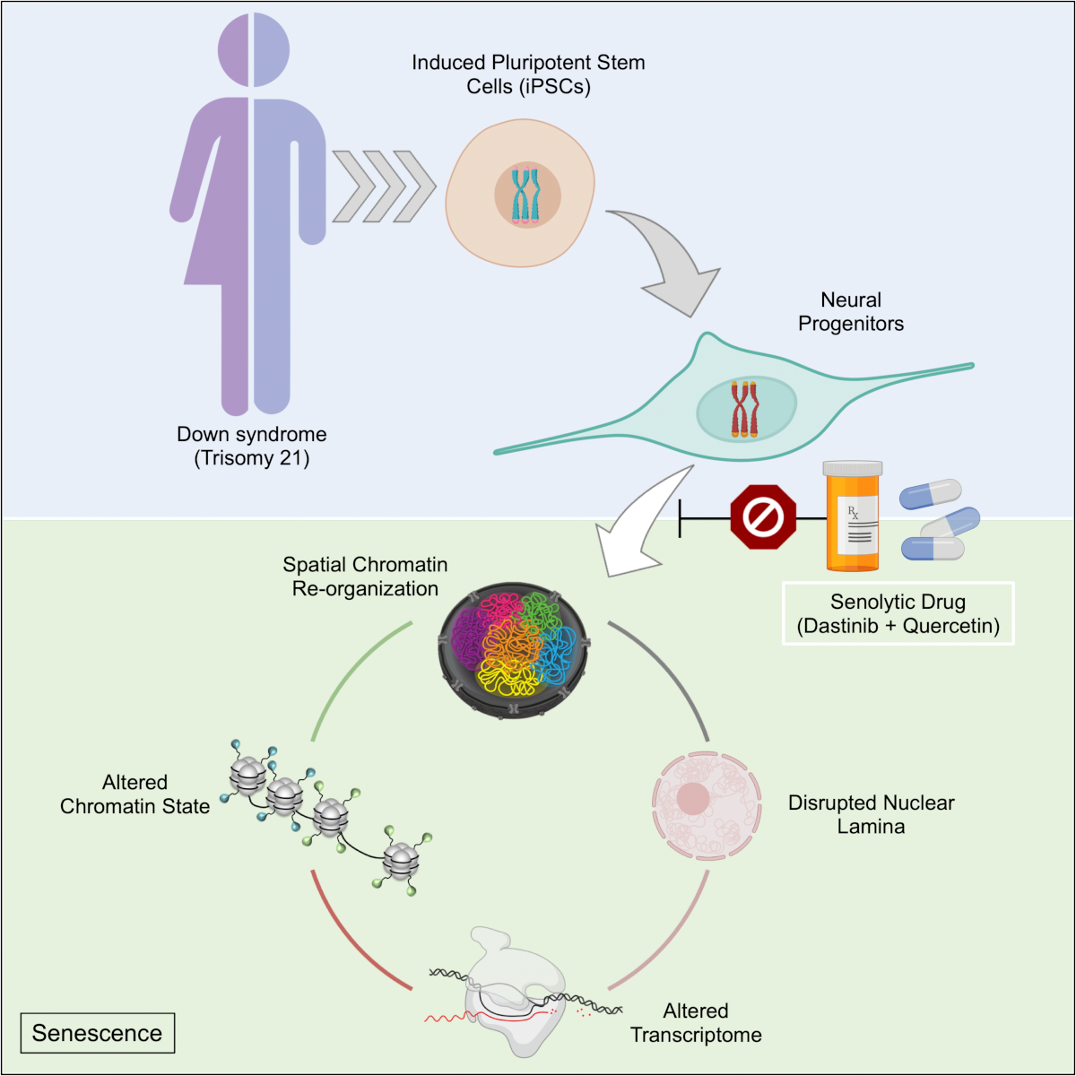 A schematic shows the process of how a trisomy 21 cell  experiences genomiwide chromosomal reconfiguration leading to a senescence-like response