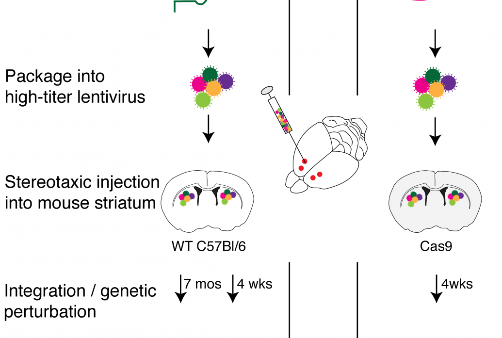 A scgenatuc showing how genetic material is loaded into viruses that are then injected into a mouse brain