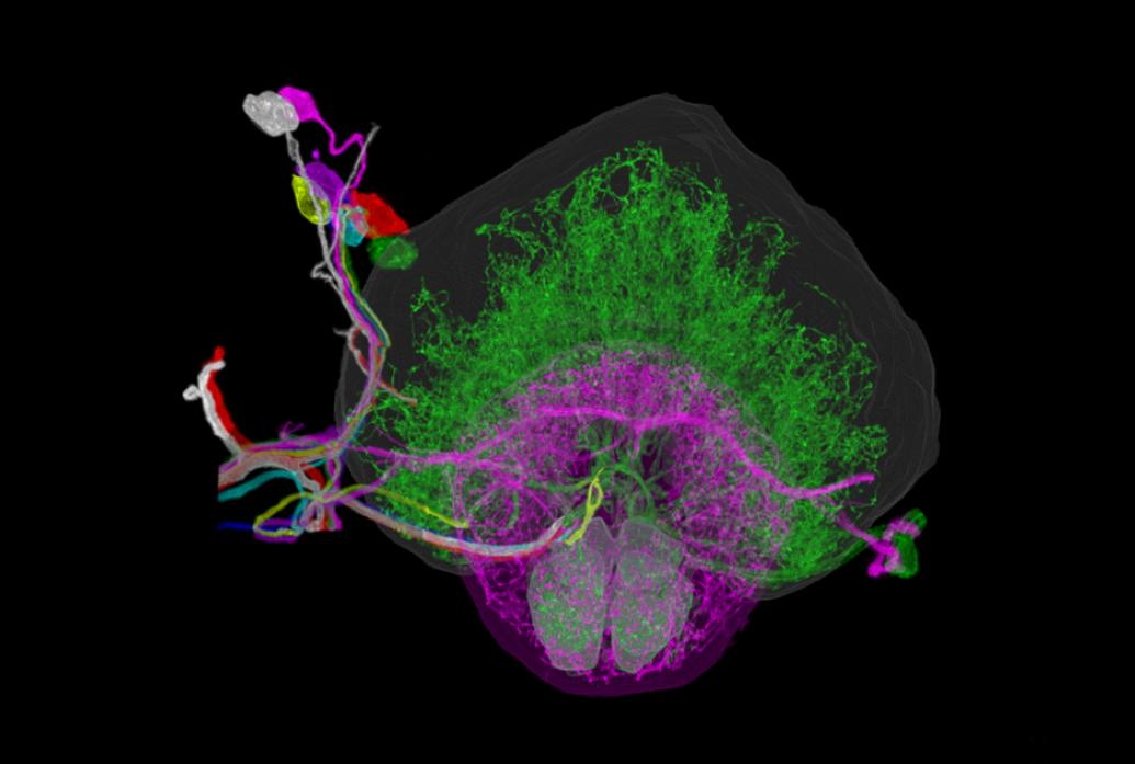 Individually traced dopaminergic neurons in the right hemisphere of a fruit fly brain, innervating the fan-shaped body (green), ellipsoid body (magenta), and noduli (green).