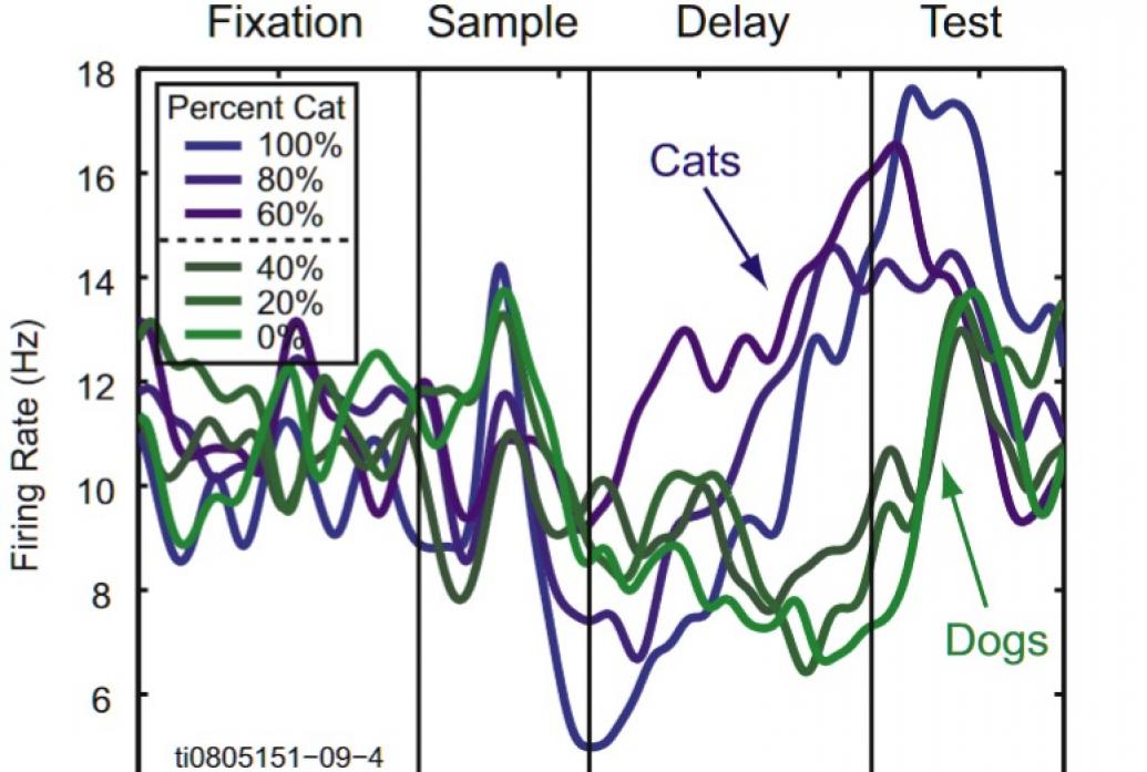 Two side by side graphs with a number of squiggly lines in different colors essentially illustrate that a single neuron was simultaneiously representing information needed for two different categorization tasks