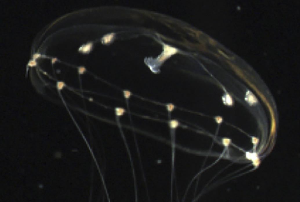 A closeup of a jellyfish with a black background. The contact lens-shaped body is faintly visible but small parts distributed throughout glow pale green.