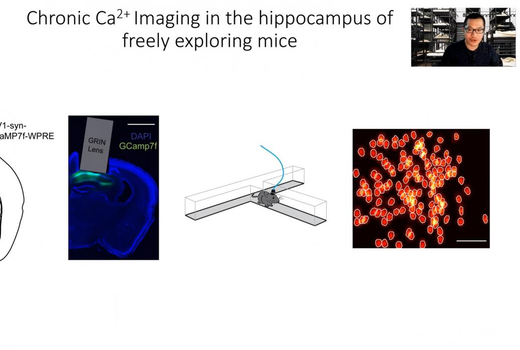 Wei Guo appers in the uppper right corner of a slide showing how he images calcium activity in neurons of mice as they explore a maze. Images show cells lighting up.