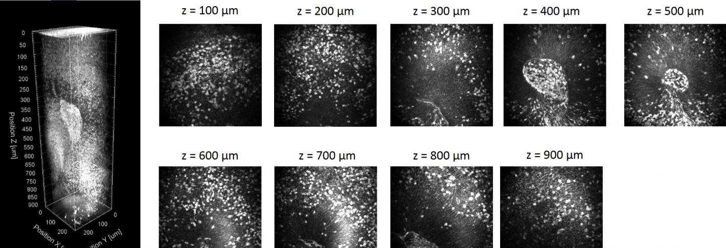 A series of images shows a full vertical shaft of an organoid as well as slices at varying depths.