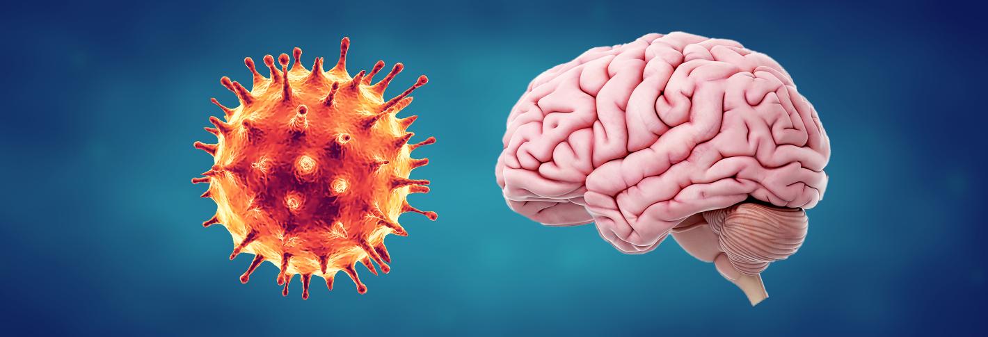 Before a blue background a coronavirus and a brain are shown side by side