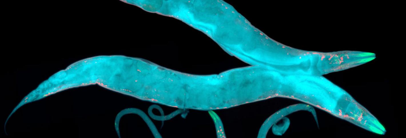 Two nematode worms, glowing light blue, swim over a black background