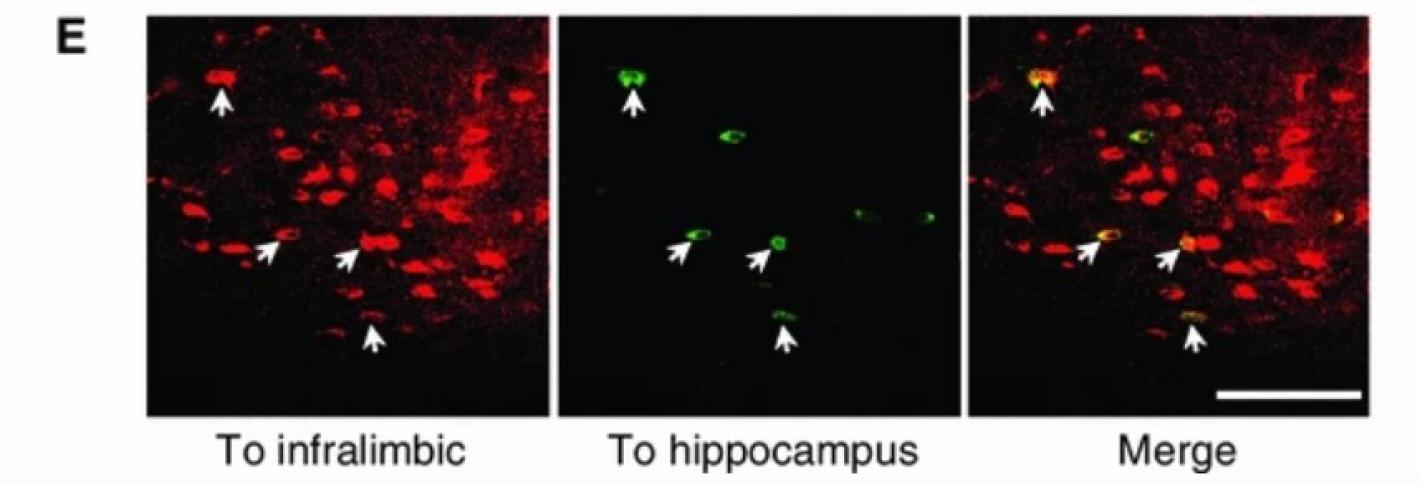 Four black panels show  red-stained cells. 