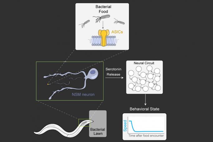 A schematic showing how the worm detects that it has begun consuming food and therefore knows to slow down and eat.