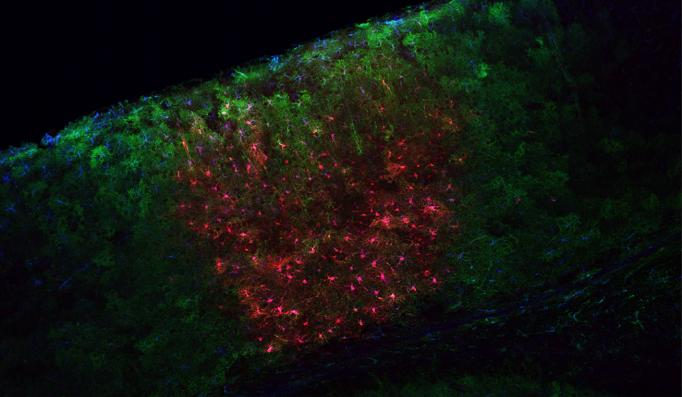 A slice of mouse visual cortex shows cells labeled in blue, red and green