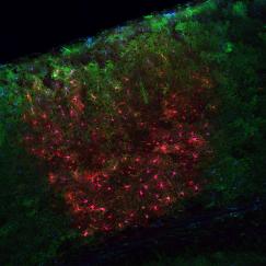 A slice of mouse visual cortex shows cells labeled in blue, red and green